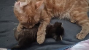 МАЛЕНЬКИЙ КОТЁНОК🤗🥰💯💥💕💋