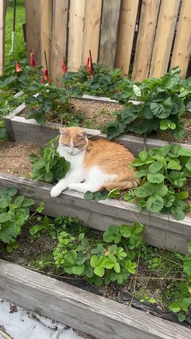 Ягодная кошка 🐈🍓😃#красиваякошка#клубника#прикольныекоты#смешныеживотные