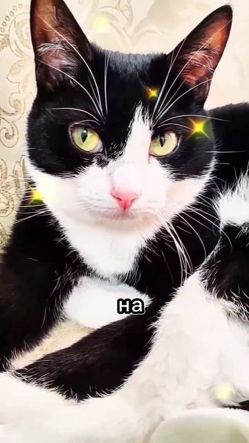 🐱 Хорошо быть котом