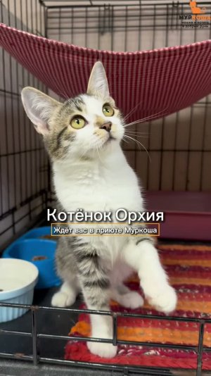 Орхия ждёт вас в приюте #Муркоша