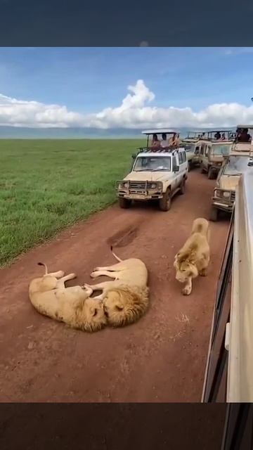 🙀 Мы тут цари. Где хотим, там и отдыхаем!  А когда цари отдыхают, гости пусть ждут!