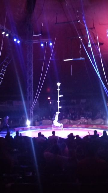 Канадский цирк в Торнхилле. Жонглирование ногам-2.