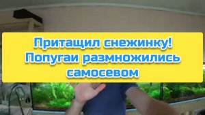 Притащил снежинку! Попугаи размножились самосевом