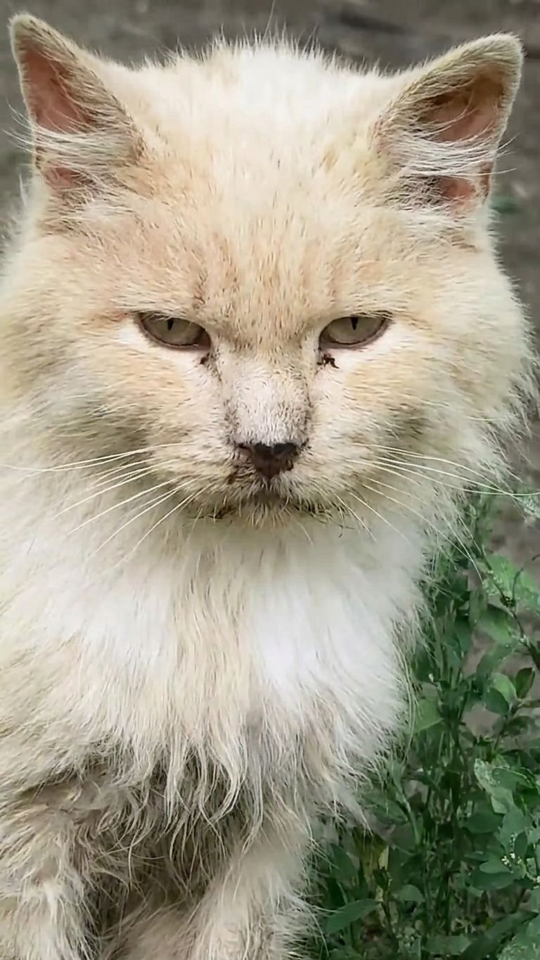 Хозяева уехали в Елец и оставили своего кота. Срочно нужен дом! #помощьживотным