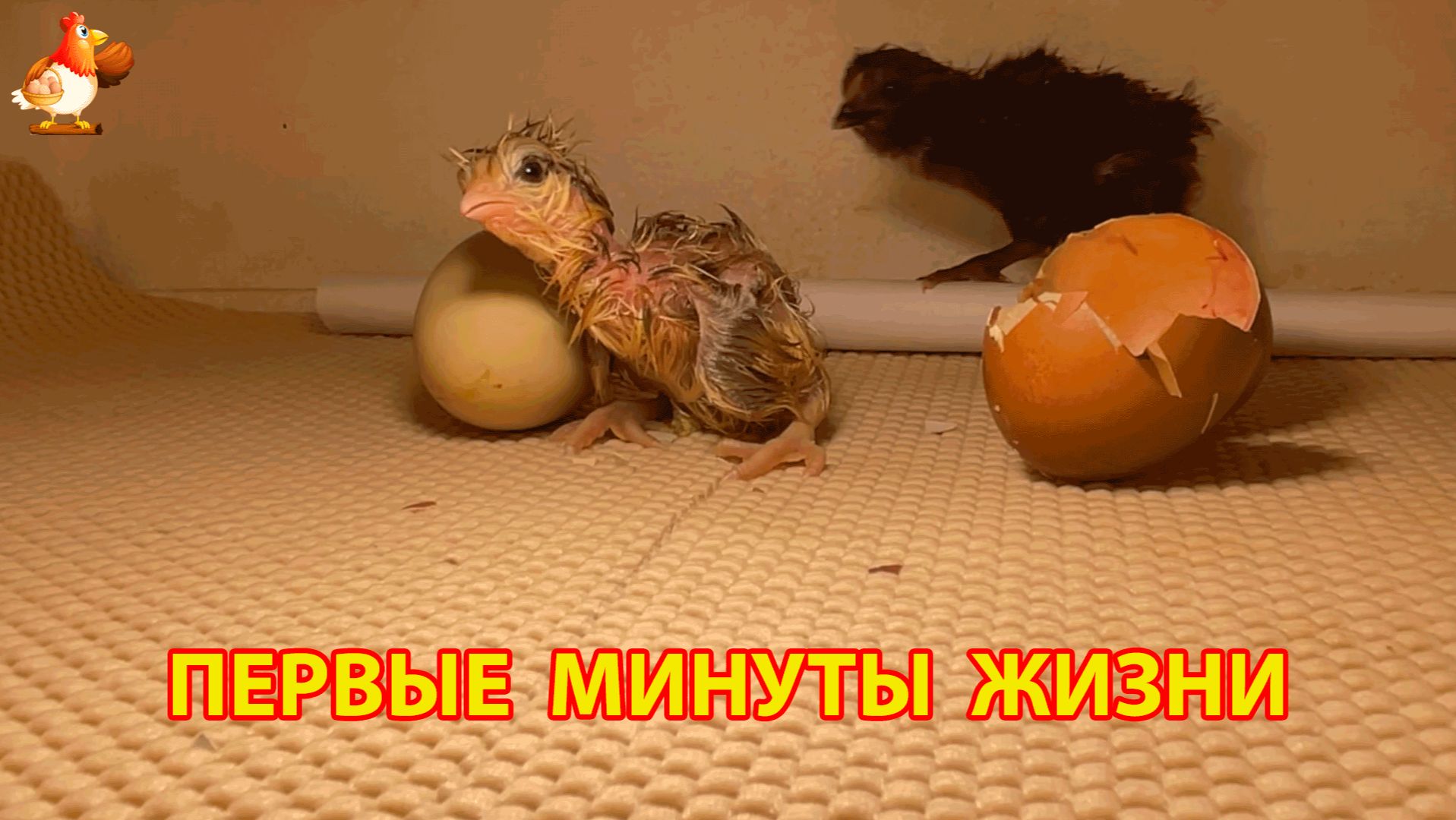 Первые минуты жизни новорожденных цыплят в инкубаторе 16