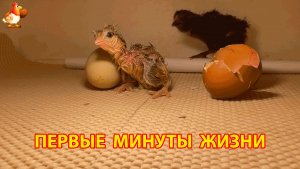 Первые минуты жизни новорожденных цыплят в инкубаторе 16