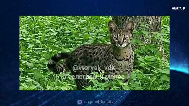 Во Владивостоке на улицах заметили павлина и африканского сервала