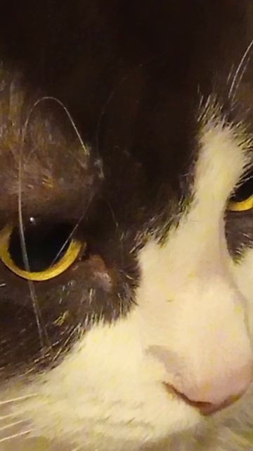 мой котик