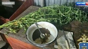 На Ставрополье мужчина устроил у себя дома сад из наркосодержащих растений