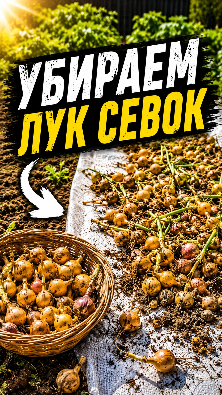 Убираем лук севок #лук #уборкалука #огород #огородничество #огородник #огородбезхлопот #садиогород