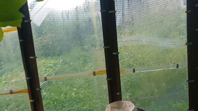 Собираю томаты на улице. 17.08.26г.