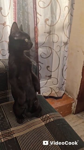пративник