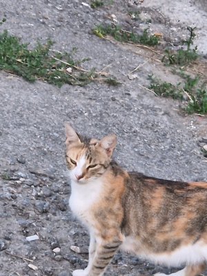 дану котик супермен