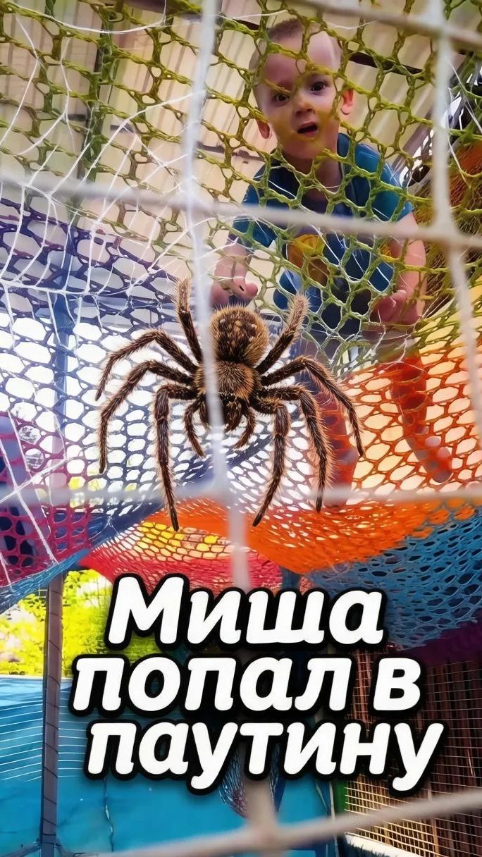 Миша попал в паутину