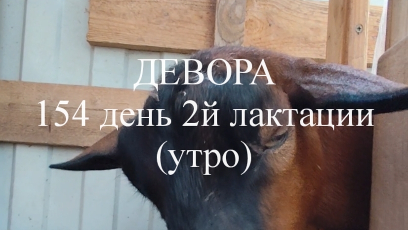 ДЕВОРА кн 50 154 день 2й лактации (утро).mp4