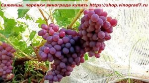 Виноград украшение участка- Художник. Красавец. Вкусен, устойчив. Пузенко Наталья Лариасовна