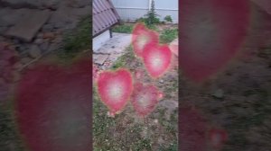 1000067346.mp4 (Собака слушает о технологии устройства канализации в сливную яму у дома А-фрейм)