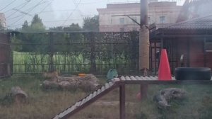 WCEZ2838_17.08.2026_Видео от Светланы
