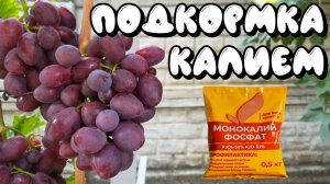 ПОДКОРМКА винограда ПРЕПАРАТАМИ КАЛИЯ.