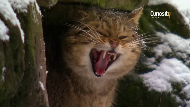 Дикие маленькие кошки