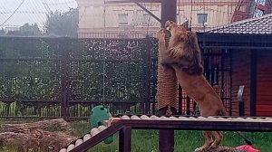 Шерхан и Киара. Королева вдохновения. Вечерний дуэт. Порш - нехочуха.