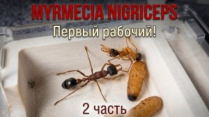 Myrmecia nigriceps - первый рабочий! | 2 часть