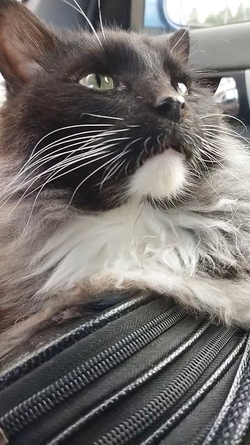 МИШКА 😻😻😻ПОЕХАЛ В ОГОРОД 🌿🌿🌿#кот#веселыекоты