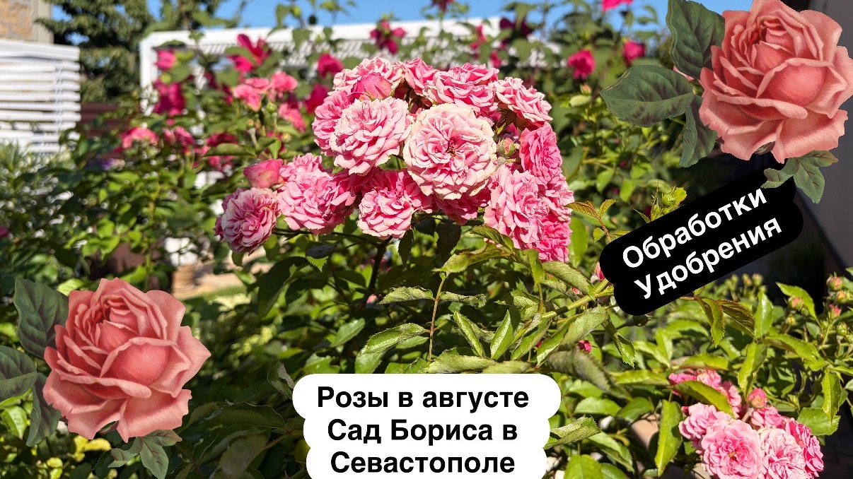 Розы в южном саду Севастополя. Август- уход:обработки, удобрения и начало второй волны цветения