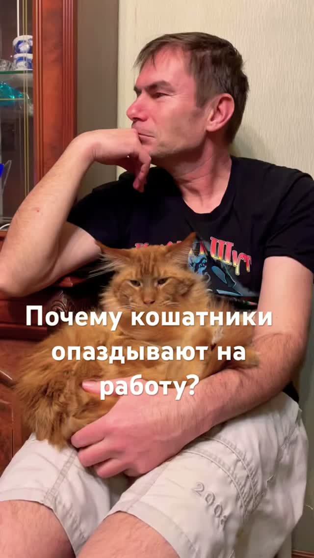 Почему кошатники опаздывают на работу ?