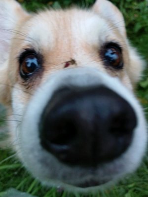 dog