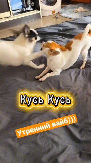 #ЧихуахуаПринцРеди#Пушистые подружки Реди