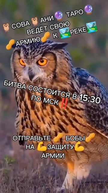 ЧТООООООООО