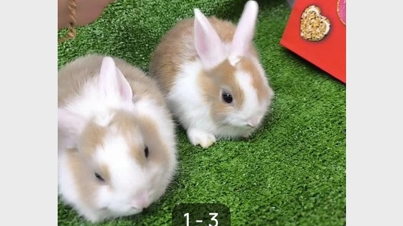 выбираю товары для кролика🐇