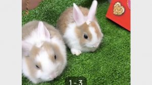выбираю товары для кролика🐇