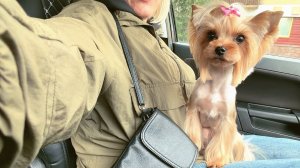 Едем к грумёру / подстригли🐶