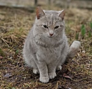 лягушонок
