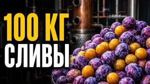 Сливовица. Как поставить брагу из сливы правильно!