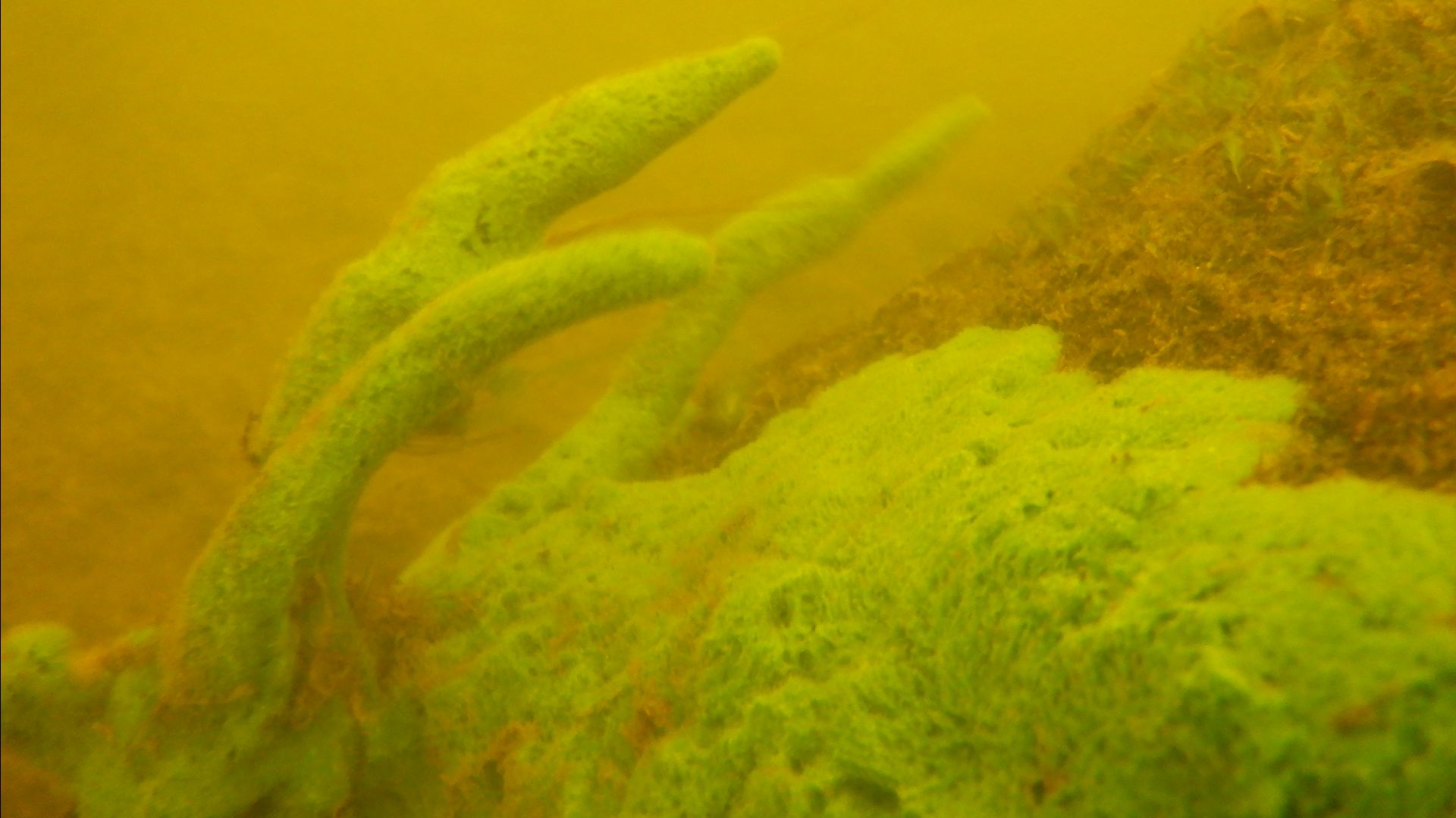 The Nara River And Its Green Sponges (Spongilidae), Moscow Region, Russia. 05.08.2026