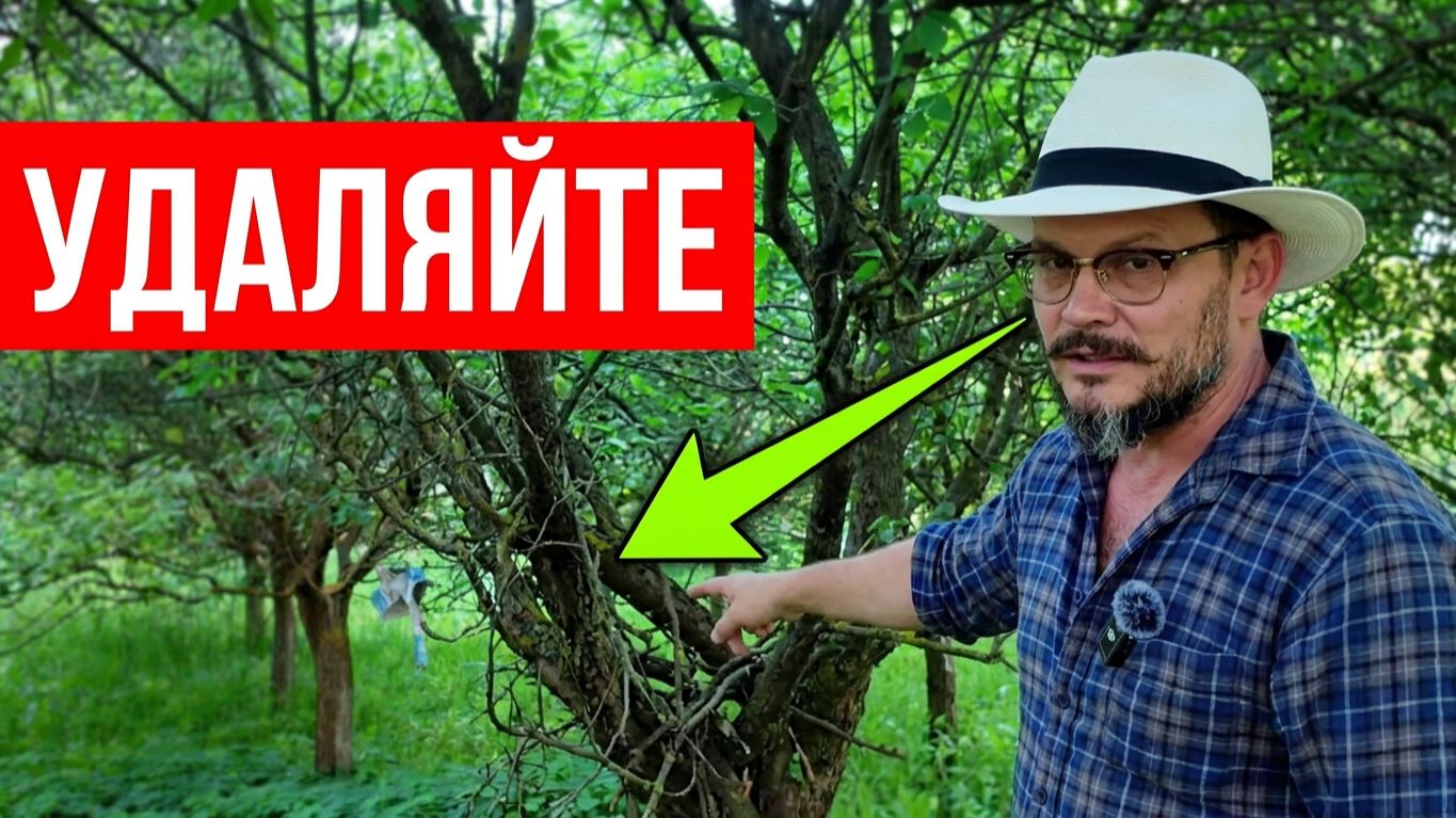 Как спасти САД из СЛИВ, если плодов уже СОВСЕМ НЕТ? Неочевидное решение