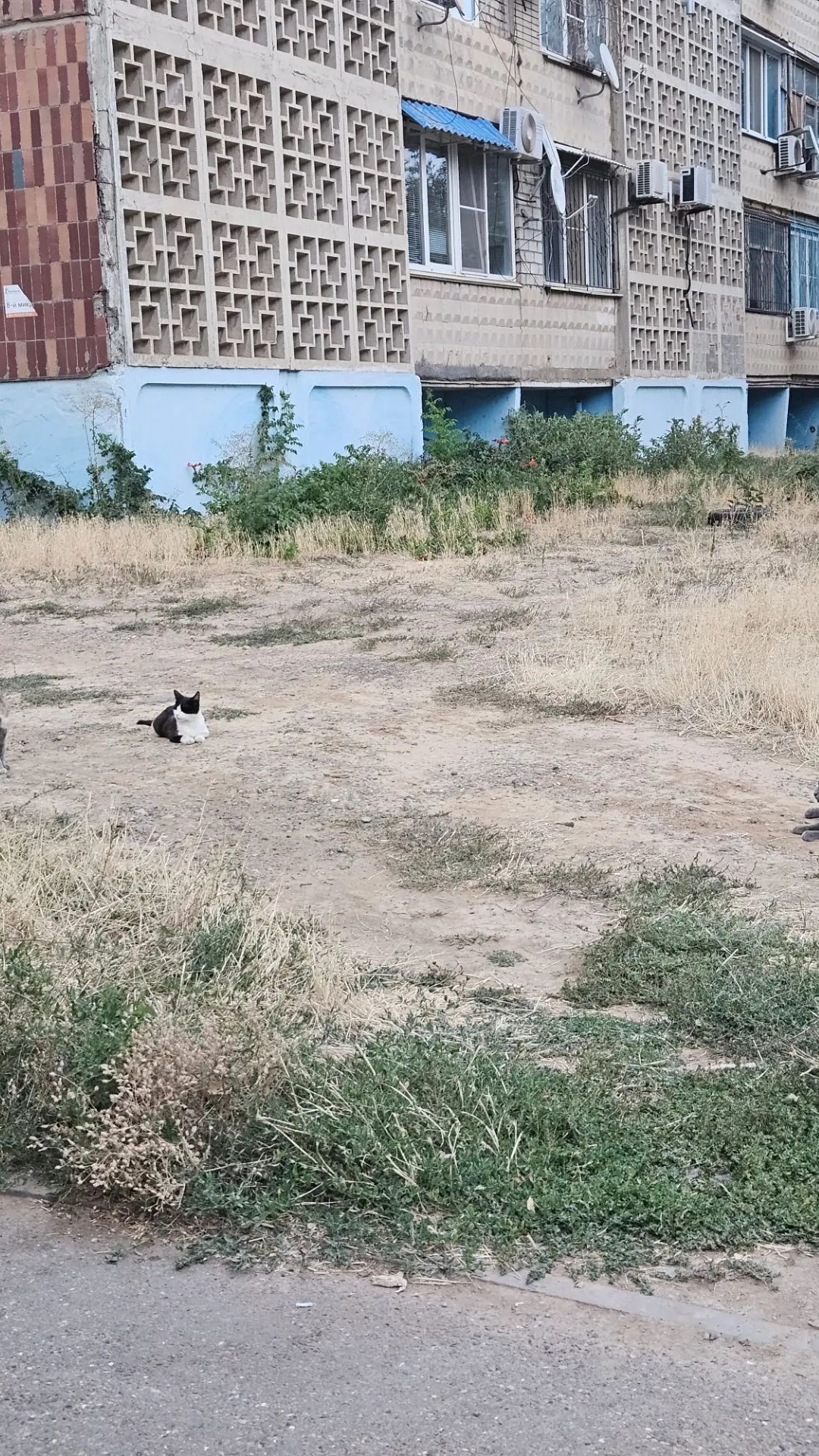 кошачья вечеринка