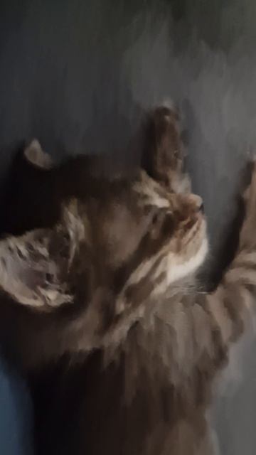 КОТЁНОК 3 НЕДЕЛЬ СПИТ🤗🥰💋💕