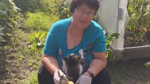 Дожди нас замучили. В перерывах между дождями убираем лук