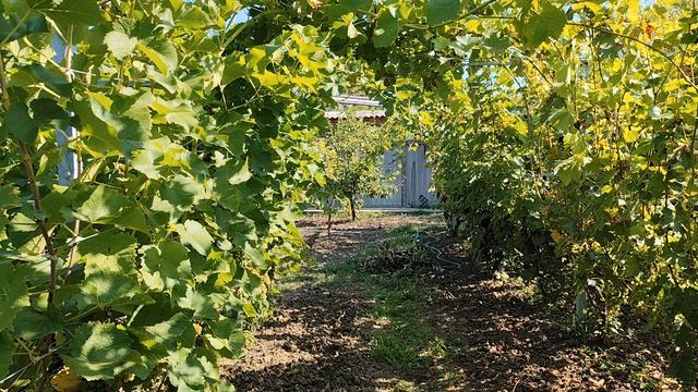 Виноград Солярис на 16.08.26г. Краснодарский край. 791847-00-828.