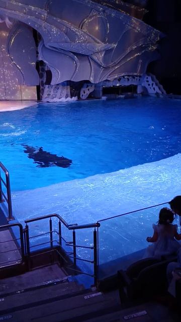 Косатка Выход из воды Москвариум