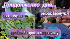 Про арбузы//зелёный горох в морозилку//рыбак вернулся