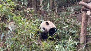 panda