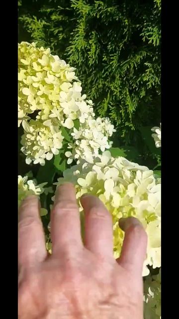 Гортензия ГРАФФИТИ В ДИНАМИКЕ ЦВЕТЕНИЯ Череповец ГАЛИСАД
