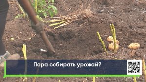 Пора собирать урожай?