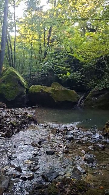 Чистая природа и ее звуки