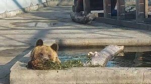 Старая бурая медведица Абаканского зоопарка принимает ванну. Очень интересный видос про животных.